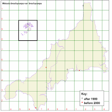Attēlu rezultāti vaicājumam “Weissia brachycarpa”