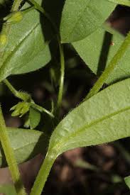 Attēlu rezultāti vaicājumam “Myosotis sparsiflora leaf”