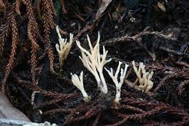 Attēlu rezultāti vaicājumam “Tremellodendropsis tuberosa”