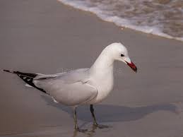 Image result for Larus audouinii