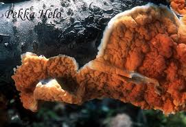 Attēlu rezultāti vaicājumam “Peniophora laurentii”