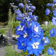 Image result for Rittersporn