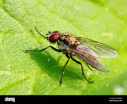 Attēlu rezultāti vaicājumam “Brachycera”