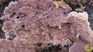 Attēlu rezultāti vaicājumam “Ceriporia excelsa”