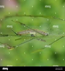 Attēlu rezultāti vaicājumam “Evergestis extimalis”