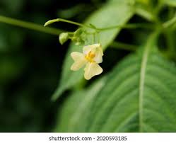 Attēlu rezultāti vaicājumam “Impatiens parviflora flower”