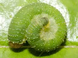 Attēlu rezultāti vaicājumam “Allantus cinctus”