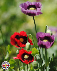 Image result for North Wilts Taekwondo