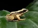 torrent frog.jpg - via Daymix