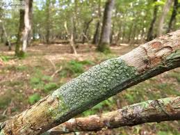 Attēlu rezultāti vaicājumam “Pertusaria pertusa”