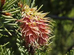 Attēlu rezultāti vaicājumam “Pseudotsuga menziesii flower”