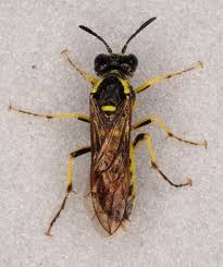 Attēlu rezultāti vaicājumam “Tenthredo campestris female”