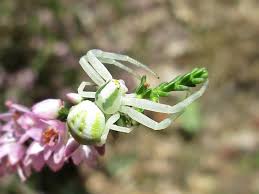 Attēlu rezultāti vaicājumam “Misumena vatia”