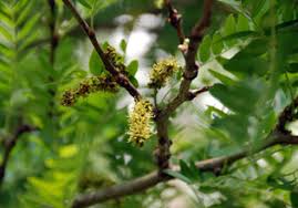 Attēlu rezultāti vaicājumam “Gleditsia triacanthos bud”