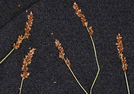 Attēlu rezultāti vaicājumam “Carex diandra leaf”