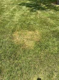 Attēlu rezultāti vaicājumam “Poa trivialis”