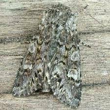 Attēlu rezultāti vaicājumam “Papestra biren”