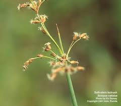 Attēlu rezultāti vaicājumam “Scirpus sylvaticus bud”