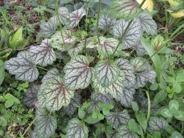 Attēlu rezultāti vaicājumam “Saxifragaceae”