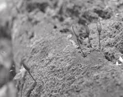 Attēlu rezultāti vaicājumam “Buxbaumia viridis sporophyte”