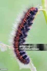 Attēlu rezultāti vaicājumam “Macrothylacia rubi”