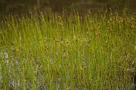 Attēlu rezultāti vaicājumam “Rhynchospora fusca”