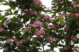 Attēlu rezultāti vaicājumam “Crataegus x macrocarpa”