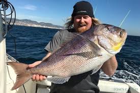 Image result for Dentex dentex