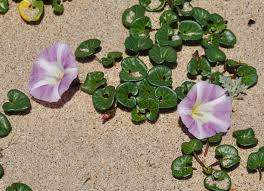 Attēlu rezultāti vaicājumam “Calystegia inflata”