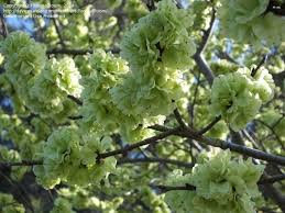 Attēlu rezultāti vaicājumam “Ulmus glabra flower”