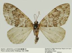 Attēlu rezultāti vaicājumam “Thera variata”