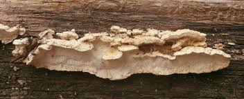 Attēlu rezultāti vaicājumam “Antrodia sinuosa”