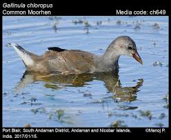 Attēlu rezultāti vaicājumam “Gallinula chloropus”