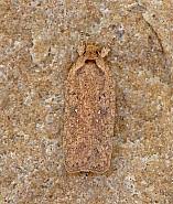 Attēlu rezultāti vaicājumam “Agonopterix heracliana”