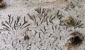 Attēlu rezultāti vaicājumam “Phaeographis dendritica”