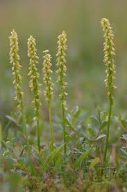 Attēlu rezultāti vaicājumam “Herminium monorchis flower”