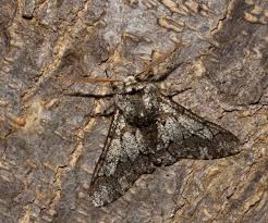 Attēlu rezultāti vaicājumam “Biston strataria”