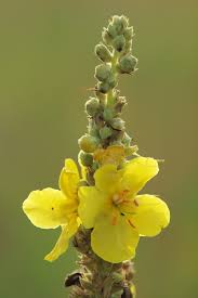 Image result for Königskerzen