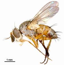 Attēlu rezultāti vaicājumam “Tachinidae”