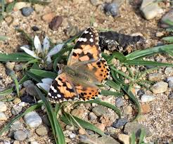 Attēlu rezultāti vaicājumam “Vanessa cardui underside”