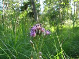 Attēlu rezultāti vaicājumam “Saussurea esthonica”