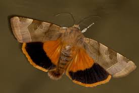 Attēlu rezultāti vaicājumam “Noctua fimbriata”