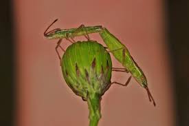 Attēlu rezultāti vaicājumam “Myrmus miriformis”