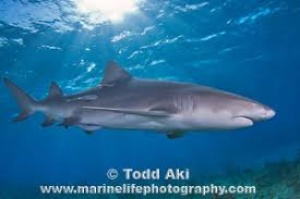 Image result for Negaprion acutidens