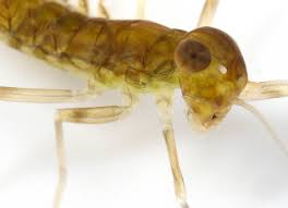 Attēlu rezultāti vaicājumam “Trioza dispar nymph”