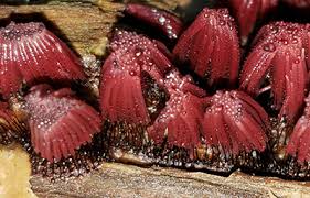 Attēlu rezultāti vaicājumam “Stemonitidaceae”