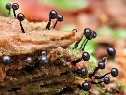 Attēlu rezultāti vaicājumam “Cribraria purpurea macro”