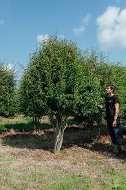 Attēlu rezultāti vaicājumam “Crataegus monogyna subsp. nordica”