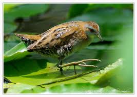 Image result for Porzana pusilla