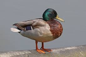 Attēlu rezultāti vaicājumam “Anas platyrhynchos”